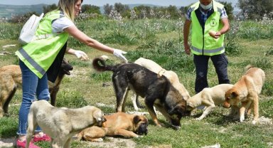 Sokak hayvanlarına Bursa şefkati