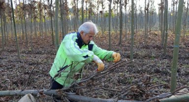 Üretim fidanlığında yetişiyor Kocaeli'yi yeşillendiriyor