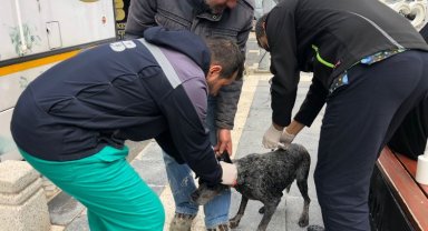 VETBÜS can dostların imdadına koşuyor