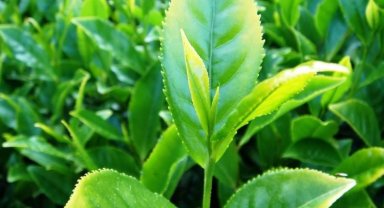 Yaş çay fark ödemesi desteği belli oldu