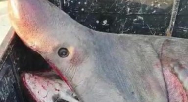 2 tonluk 'Büyük Camgöz' ağa takıldı!