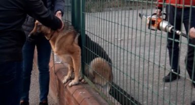 Demir çitlere sıkışan köpeği itfaiye kurtardı