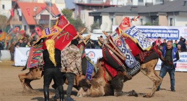 Deve güreşleri nefes kesti