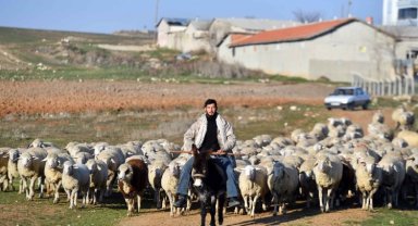 Hayvan yetiştiricilerine eğitim desteği