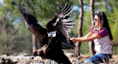 Kara Akbaba özgürlüğe kanat çırptı