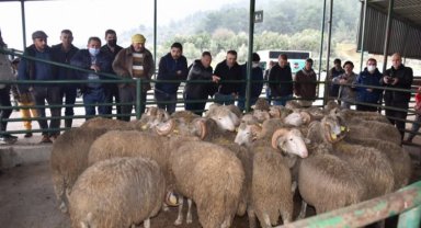 Manisa'da 'sürü iyileştirme'ye devam