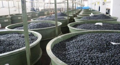 Marmarabirlik'ten zeytin üreticilerine 61 milyon TL'lik ödeme daha