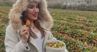 Organik 'Sason Çileği'nde kış hasadı devam ediyor