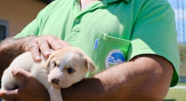 Sakarya'da hayvan sahiplenmek isteyenlere kolaylık