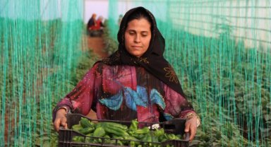 "Toplum Temelli Seracılık" projesinde hasat sevinci