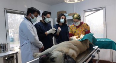 Veteriner hekim adayları Bursa Osmangazi'de tecrübe kazanıyor