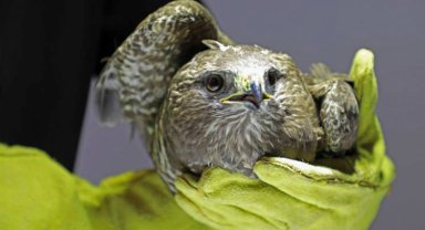 Yabani yaralı hayvanlara sağlık şefkati