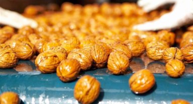 Yerli ceviz hasadı yüzde 30 arttı