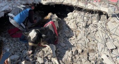 17 gündür Antakya'da enkaz altında olan inek canlı kurtarıldı