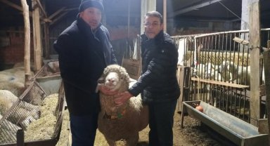 Bilecikli çiftçi sözünü tuttu... Depremzedelere bağış yapana koçunu teslim etti