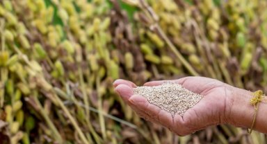 Dalaman susamından üretilen 3 ton tahin yurtdışına satıldı