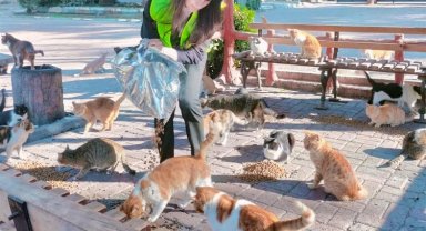 Deprem bölgesindeki sokak hayvanları unutulmadı