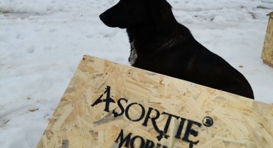 Depremden etkilenen can dostlara tam destek