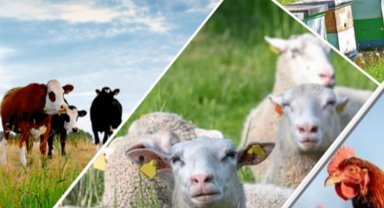 Depremzede hayvan yetiştiricilerine 'ayni' destek