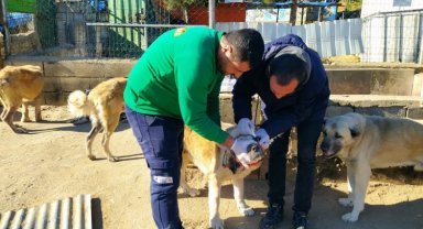 Gaziantep depremde zarar gören can dostlarını da unutmadı