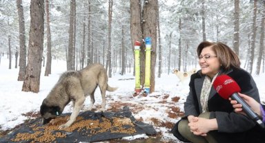 Gaziantep'te Başkan Şahin sokak hayvanlarını besledi