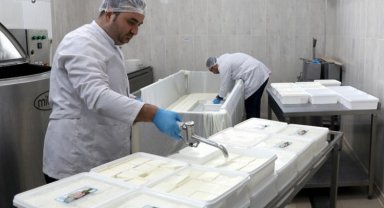 KAYÜ bağışçıların sütünü depremzedelere peynir yaptı