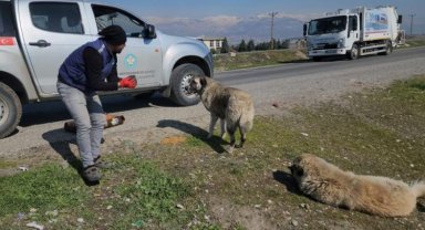 Manisa Kahramanmaraş'ta da can dostlarını unutmadı