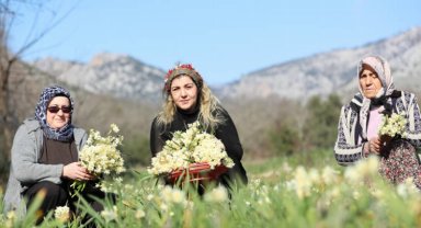 Nergis üreticinin yüzleri güldürdü