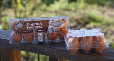 Ordu, yumurtada Araplar'a çalışıyor