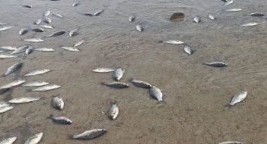 Batman Gercüş'te binlerce balık telef oldu