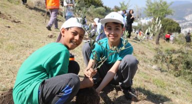 Bodrum'da zeytin fidanları toprakla buluştu