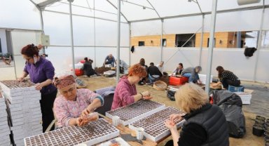 Efes'in tohumları deprem bölgesinde filizlenecek