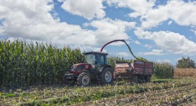 Hayvancılıkta yem maliyeti düşüyor