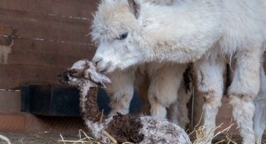 Ormanya'nın yeni gözdesi yavru Alpaka
