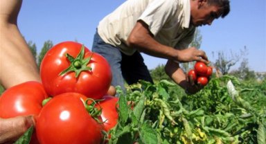 Yasak kaldırıldı, domateste ihracat yolu açıldı!