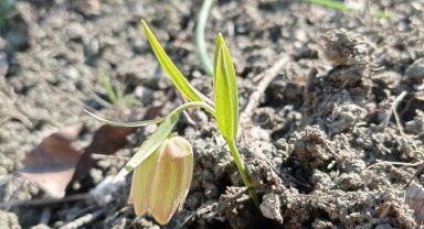 Bu çiçeği koparmanın cezası 245 bin TL!