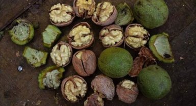 Deprem ceviz bahçelerini olumsuz etkiledi... Tarımsal altyapı büyük zararda!