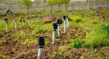 Diyarbakır'da fıstık ve ceviz ağaçları aşılanıyor