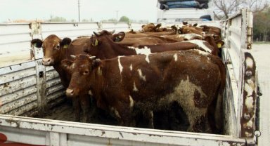Hayvan hareketleri kısıtlaması Yenişehir'de kaldırıldı