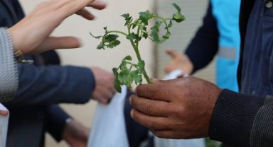 İzmit'te örtü altı üreticilere yüzde 100 fide desteği