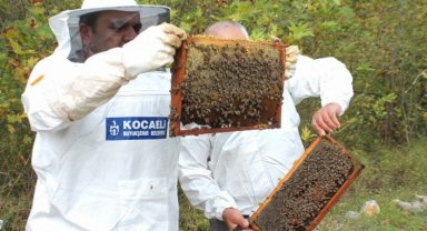 Kocaeli'den arıcılara 55 ton arı yemi