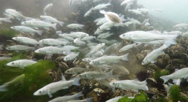 Körfeze 5 bin balık daha salınacak