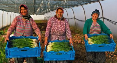 Modern seralardaki verim üreticiyi sevindirdi