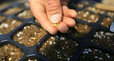 Muğla'dan 18 milyon tohum dağıtıldı