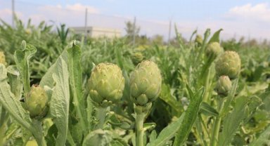 Urla'da 'Enginar Günleri' hazırlığı