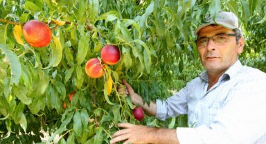 Yenişehir Ovası'nı don ve kırağı vurdu