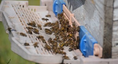 Bal arısı zehrinden çıkan bilimsel sonuç... Epilepsi ataklarına karşı etkili