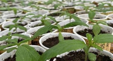 Bingöl'de 3 bin 340 kök kenevir ele geçirildi