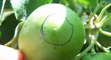 Bursa'da 'elma iç kurdu' mücadelesi başladı