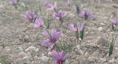 Bursa'da safran üretimi yaygınlaşıyor